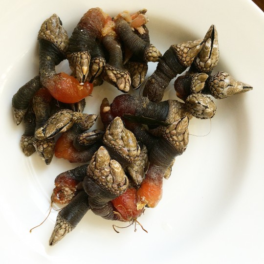 Percebes at Lincoln PDX
